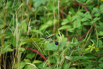 Reife Brombeeren am Strauch