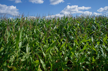 Obraz premium Corn green field. Leaves are growing.