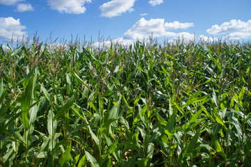 Obraz premium Corn green field. Leaves are growing.