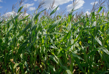 Corn green field. Leaves are growing.