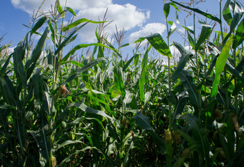 Corn green field. Leaves are growing.