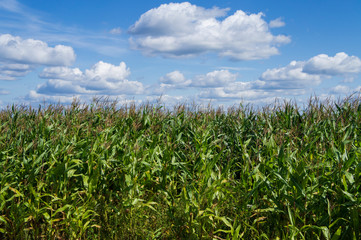 Corn green field. Leaves are growing.