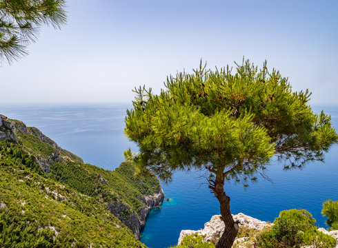 Single pine tree on the cliffs of the Kampi with a view over the green rock coast and the blue Mediterranean sea, Zakynthos, Greece