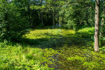 Fototapeta premium Beautiful summer green swamp with leaves.