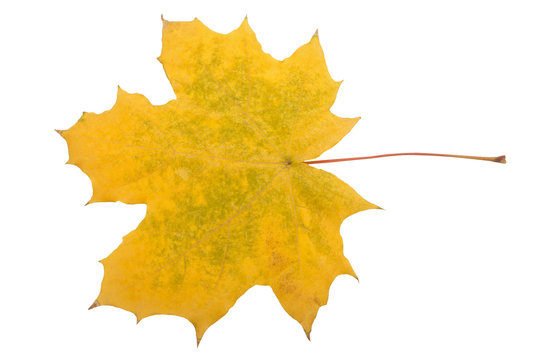 Bright autumn maple leaf on a white background. Save work path. autumn maple leaf isolated on white background