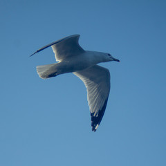 seagull flying in the blue sky