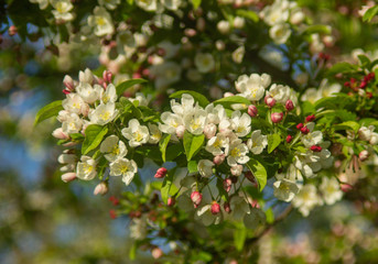 Apple Tree Blossoms