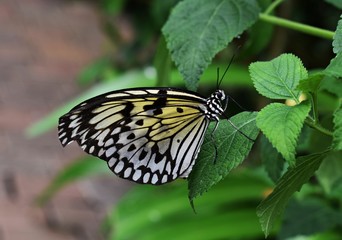 Tree Nymph (Rice Paper) butterfly resting on leaf 