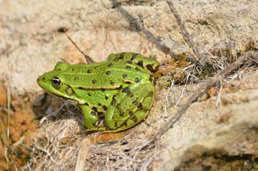 Grenouille verte (Rana esculenta)