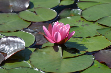 Water lily on the pond