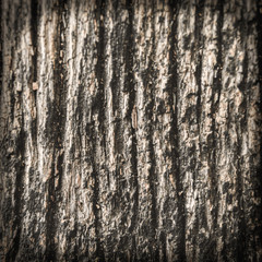 Texture of an old dried die of a tree. An ancient shabby moss-and fungus-powdered wooden table top in the garden.