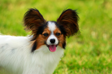 Dog breed papilon