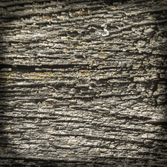 Texture of an old dried die of a tree. An ancient shabby moss-and fungus-powdered wooden table top in the garden.