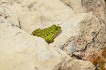 Grenouille verte (Rana esculenta)