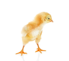 Small yellow chicken isolated on a white background