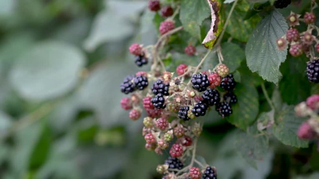 weibliche Hand einer Frau pfl&uuml;ckt und sammelt wilde Brombberen am Busch im August zur Erntezeit als Selbstversorger