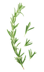 Fresh green rosemary isolated on a white background, top view. Rosemary twig and leaves.
