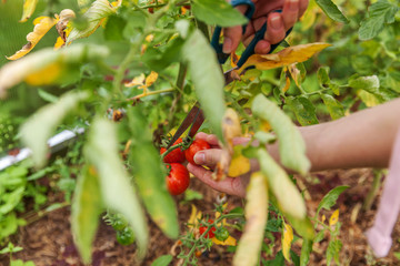 Gardening and agriculture concept. Woman farm worker hand picking fresh ripe organic tomatoes. Greenhouse produce. Vegetable food production. Tomato growing in greenhouse