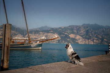 the dog is sitting on the pier. Embankment in Italy, Lake Garda. Marble Australian Shepherd. Travel