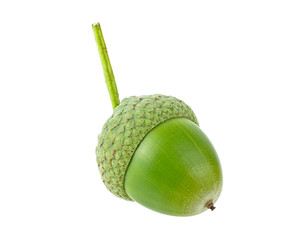 One green acorn on small branch, white background.