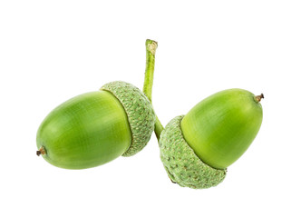 Two green acorns isolated on a white background