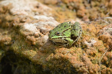 Grenouille verte (Rana esculenta)