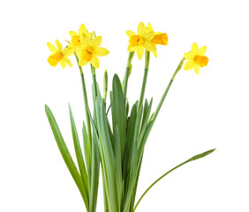 Daffodils. Yellow narcissus flowers isolated on a white background.