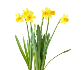  Daffodils. Yellow narcissus flowers isolated on a white background. © domnitsky