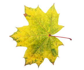 Bright autumn maple leaf on a white background. Autumn maple leaf isolated on white background