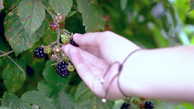 weibliche Hand einer Frau pfl&uuml;ckt und sammelt wilde Brombberen am Busch im August zur Erntezeit als Selbstversorger