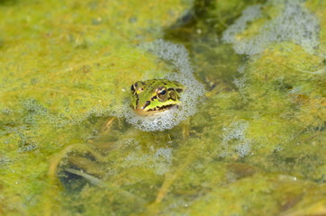 Grenouille verte (Rana esculenta)