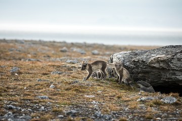 Arctic Fox cubs playing together near their den, Vulpes lagopus, in the nature rocky habitat, Svalbard, Norway, wildlife scene, action, arctic glacier in background, cute young mammals