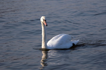 Fototapeta na wymiar Höckerschwan