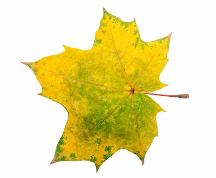 Bright autumn maple leaf on a white background. Autumn maple leaf isolated on white background