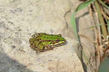 Grenouille verte (Rana esculenta)