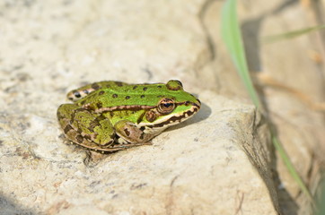 Grenouille verte (Rana esculenta)