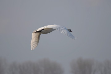 Höckerschwan