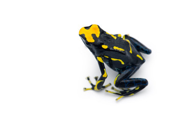 The dyeing dart frog isolated on white background