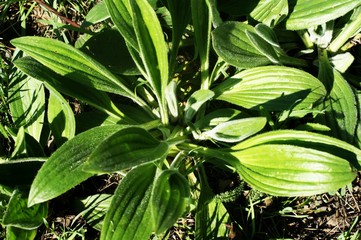 Mysterious path full of roots in the middle of wooden