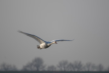Höckerschwan