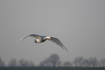 Höckerschwan