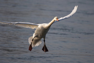 Höckerschwan