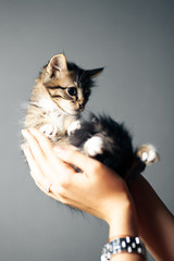 Beautiful cute striped kitten in hands on gray background.