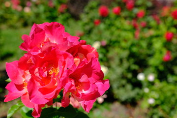  Blooming rose in the park for your design