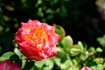  Blooming rose in the park for your design