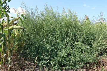 Bushes of weed in a corn field. Bushes of wild quinoa