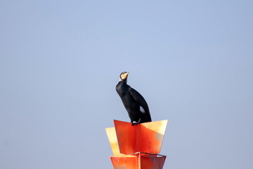 Kormoran © Marlene