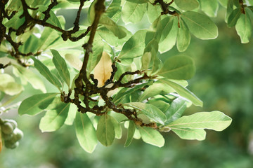 branch of a magnolia tree