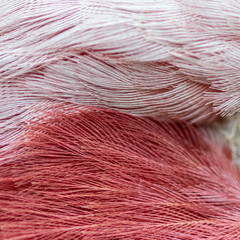 Pink and white feathers of the galah bird