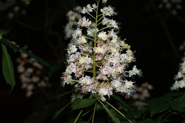 Fototapeta na wymiar Branch chestnut closeup. White chestnut flowers photographed